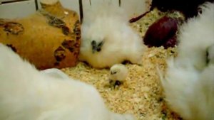 Китайские шелковые куры.Породы кур