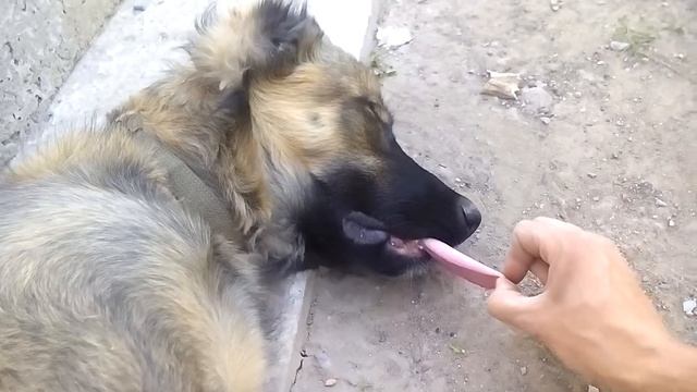 Супер спящая Собака - Very dangerous DOG смотреть онлайн