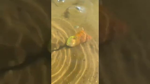 Carp way Рыбалка с Русиком пва пакет с флюро #shorts #русик #пва_пакет смотреть онлайн