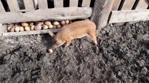 ?Поросята едят сырую картошку?