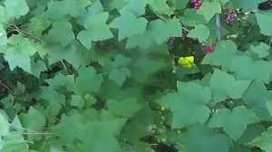 Ягодная рыбалка