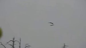 Гайны 2005, по  Весляне-реке