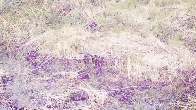 Окский заповедник 2 смотреть онлайн