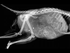 РЕНТГЕН СНИМКИ (+1 УЗИ) БЕРЕМЕННЫХ ЖИВОТНЫХ. ЭТО МОЩНО!