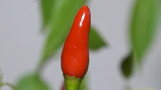 Хрустит как первый снег смотреть онлайн