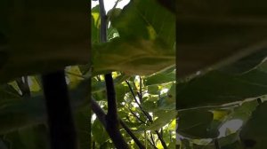 Инжир в открытом грунте в Запорожской обл.