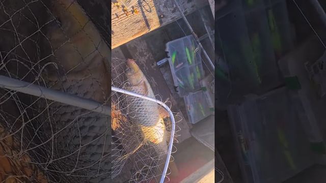 Волга.Никольский Яр.23.07 2022.Сазанчик смотреть онлайн