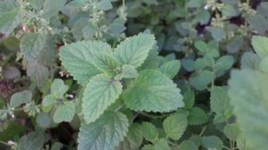 Лето и природа.