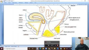 Anatomy GIT Module in English ( Rectum , part 1) ,  by Dr, Wahdan