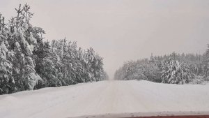 Звенит январская вьюга