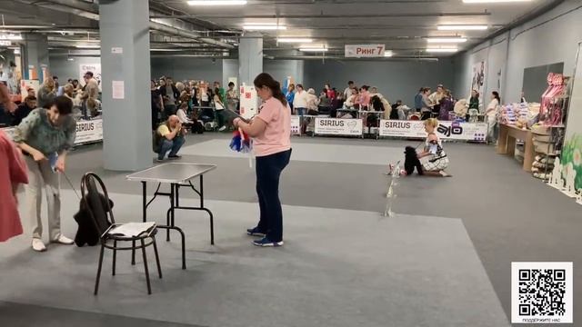 Моно ПУДЕЛЬ, Победитель клуба, Москва, 27.05.2023, Судья Щуко Ю.Н. Часть 1 смотреть онлайн