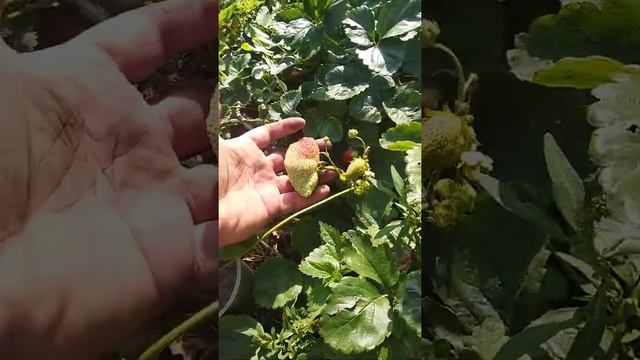 Ремонтантная Клубника. СемейнаЯ.