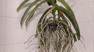 Ванда и её магазинное цветение