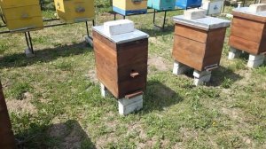 Как увеличить пасеку на 100%? Самые крутые отводки пчёл.