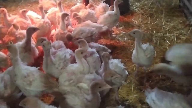 Индюшата 1 месяц порода Хайбрид  Конвертер Канада. Содержание и уход.