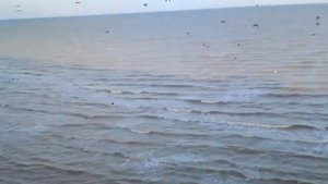 Такие бакланы