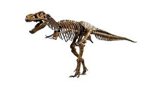 Детям про Динозавров Челлендж Угадай Скелет Динозавра ХИЩНИКИ и ТРАВОЯДНЫЕ  Сборник Все Серии Подря