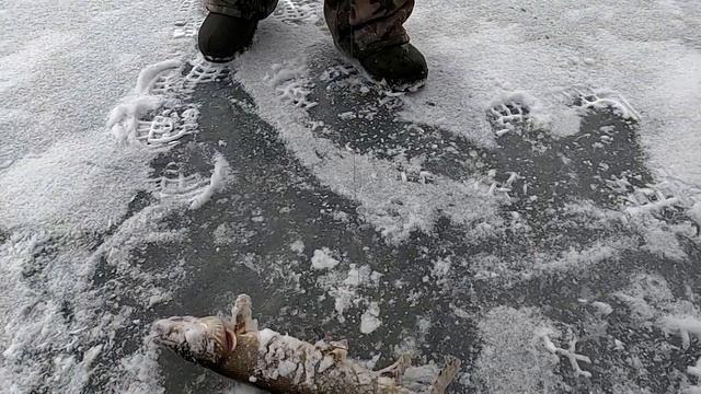 ПРУД КИШИТ МЕЛКИМ ОКУНЕМ .Озеро МАКА . Зимняя рыбалка на мормышку .