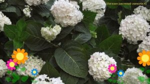 Гортензия крупнолистная Эндлес саммер зе брайд. Обзор hydrangea macrophylla Endless Summer The Brid