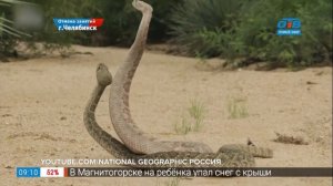 Чей хвост - гремучая змея