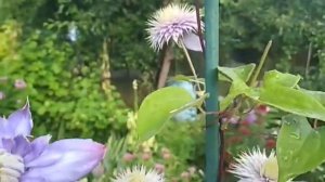 клематис Блю лайт (Clematis Blue Light )- махровый красавчик