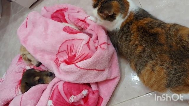 Лечим щенков и котёнка. Спасение бездомышей.
