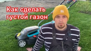 Как сделать густой газон