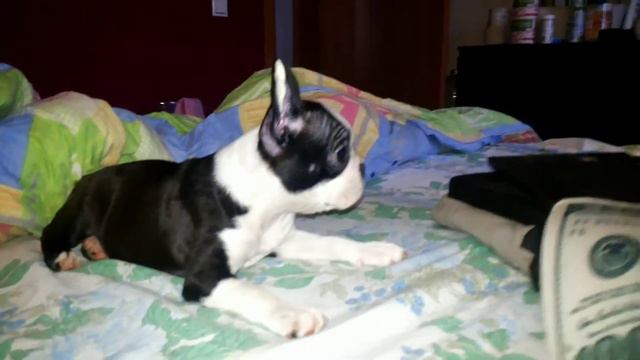 Бостон  терьер  Ибсен увлечен просмотром видео смотреть онлайн