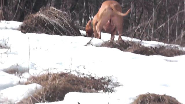 Питбультерьер в поле. Красивые кадры. Выгуливаю собак !#apbt #апбт#питбуль#питбультерьер#собака