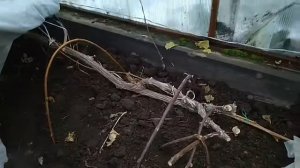 Укрытие винограда в теплице