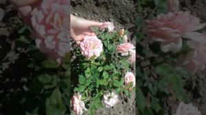 Роза Джубили Селебрейшн