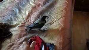 Ручной ворон любит когда его гладят