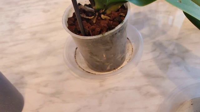 Снова безжалостно обрезаю цветоносы у своих орхидей 🌿🌺✂️#голландскиеорхидеи#орхидеифаленопсис