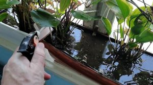 Тля на Эхинодорусах