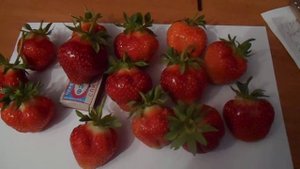 клубника Флорида Фестиваль.