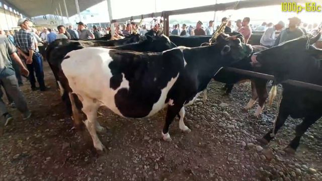Молбозори Гулакандоз Пайшанба Новвослар ва Бокма Гуножинлар,Сигирлар Нархлари.Нархлар Паст10.06.202