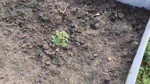 Розы весенней посадки из разных питомников.