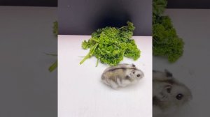 Можно ли ХОМЯКУ давать петрушку, ПОЛНЫЙ ОБЗО. яХрумка