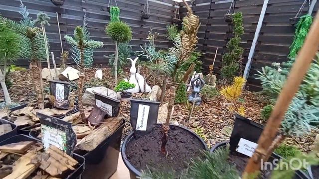 Редкие хвойные новинки из Валдберис!!! Питомники GardesPlants, Семисад, Планета  лета!