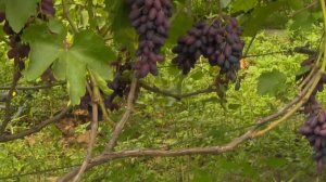 @Виноград Атос и виноград Кодрянка  Сравнение сроков созревания