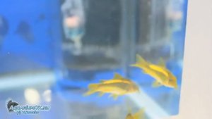 Коридорасы Neon gold stripe (Goldstripe) CW10 и Neon green stripe CW09