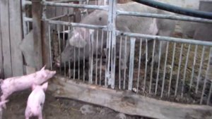 Откорм маленьких поросят на выгуле.