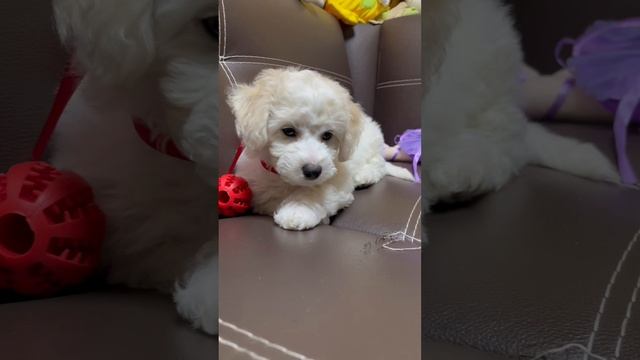 Бонни❤️ добро пожаловать в нашу семью!!!