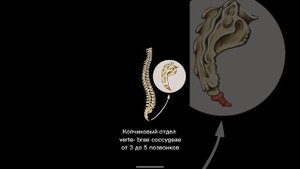 Позвоночный столб.