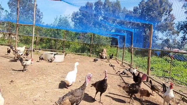 Larache. Construction of a poultry house for Australorp chickens. A documentary in Morocco. Farm