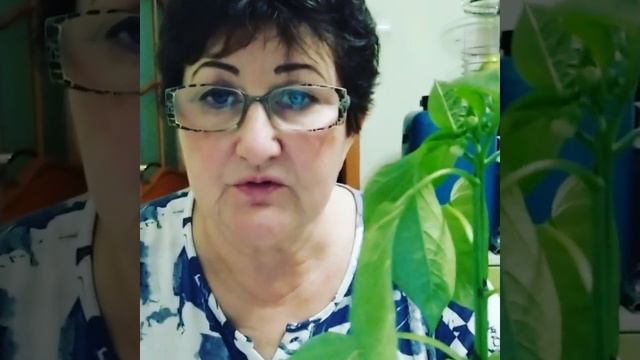 Первый цветок у перца убрать или оставить?