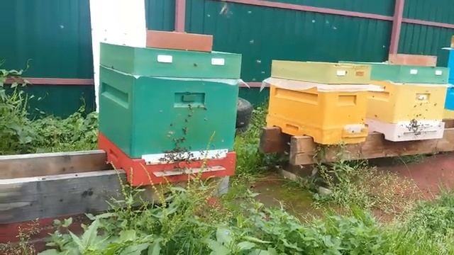 ПЧЕЛЫ КРУЖАТ ПЕРЕД УЛЬЕМ.ЧТО ЖЕ ДЕЛАТЬ? смотреть онлайн