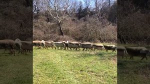 MiMiMiKo / овцы Лакон / Lacon / ферма под ключ / овцеводство / Дорпер / Dorper / информация ?