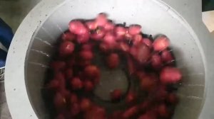 Машина для мойки овощей Спрут-700КМ. Мойка картофеля