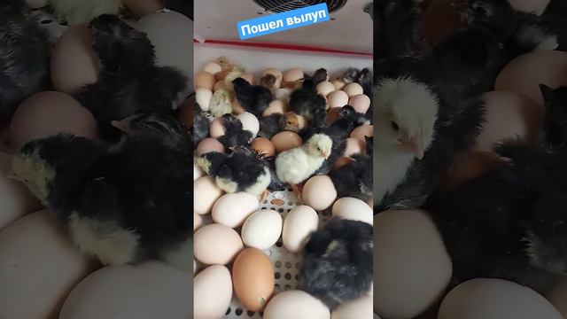 Вылуп цыплят🐣